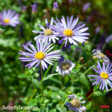 Load image into Gallery viewer, Blue Wood Aster - Symphyotrichum cordifolium (1 Gal.)
