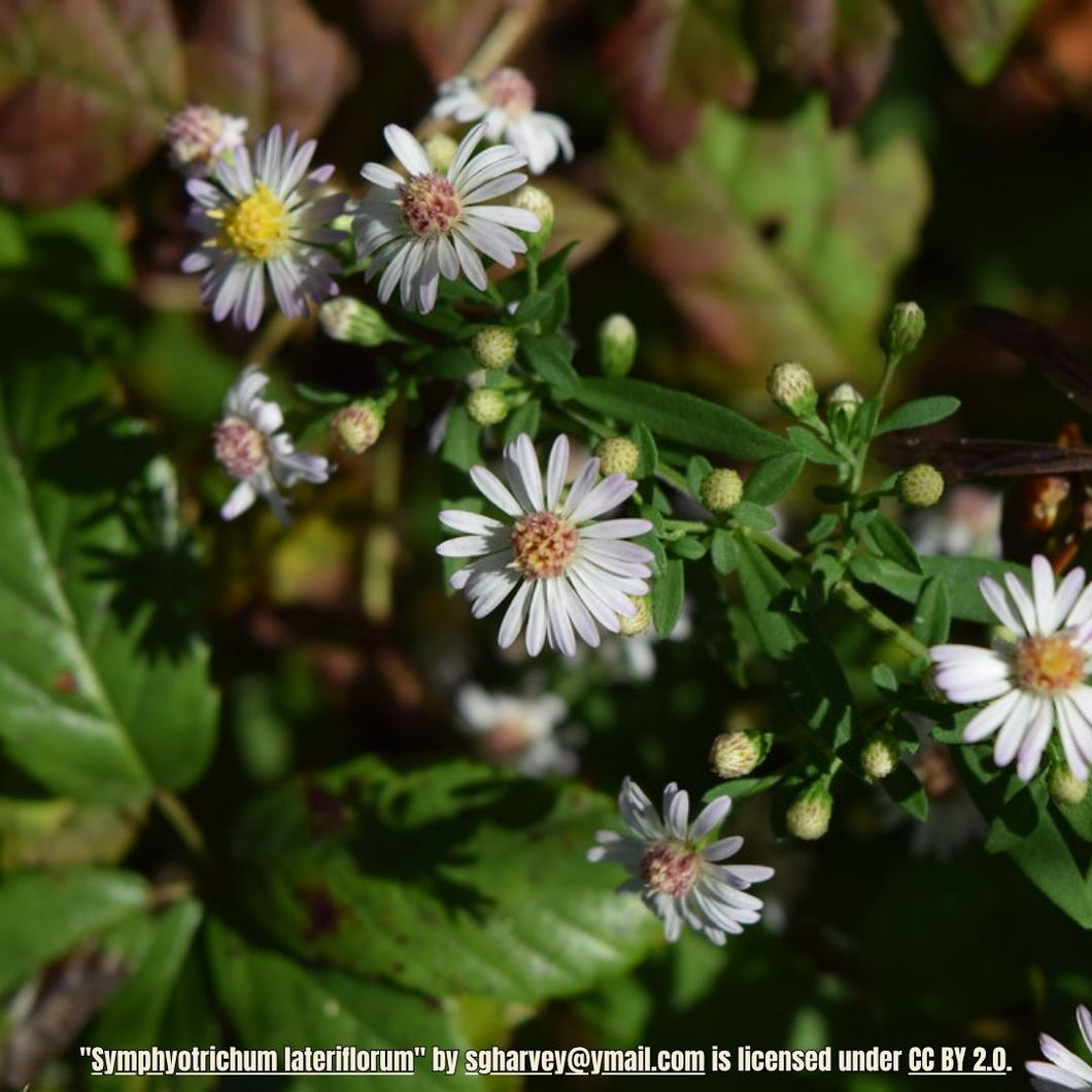 Calico Aster - Symphyotrichum lateriflorum (1 Gallon)