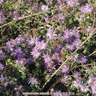 Western Silver Aster/Silky Aster (Symphyotrichum sericeum) - 1 Gallon