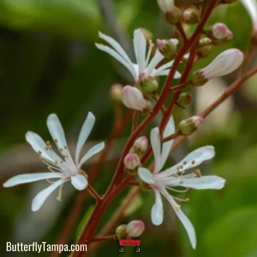 Tarflower - Bejaria racemosa (1 Gal.)