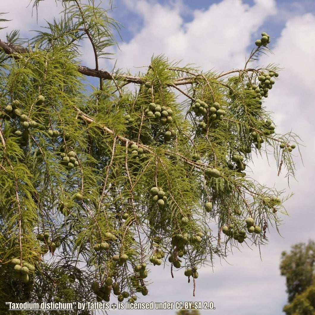 Bald cypress - Taxodium distichum