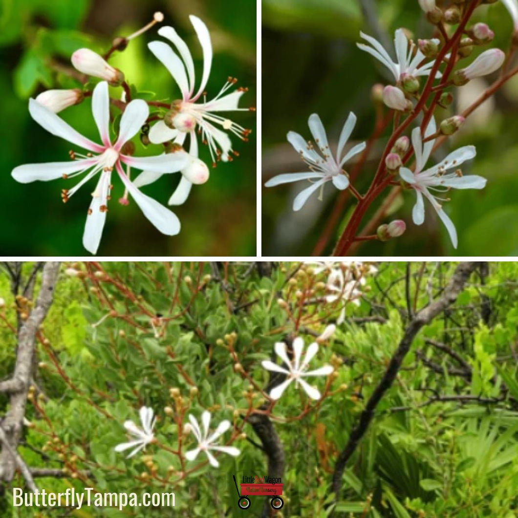 Tarflower - Bejaria racemosa (1 Gal.)