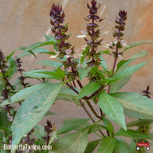 Load image into Gallery viewer, Thai Basil - Ocimum basilicum var. thyrsiflora (5-inch)
