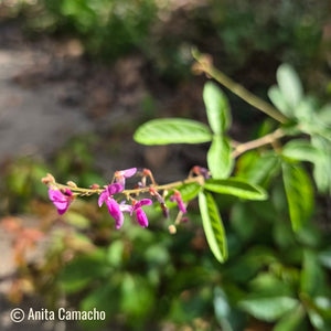 Florida Ticktrefoil -  Desmodium floridanum (1 Gallon)