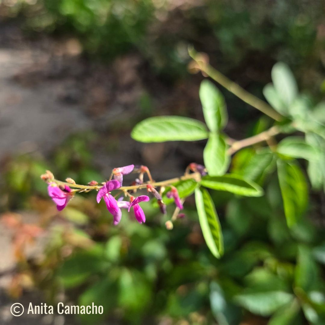 Florida Ticktrefoil -  Desmodium floridanum (1 Gallon)