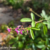 Florida Ticktrefoil (Desmodium floridanum) - 1 Gallon