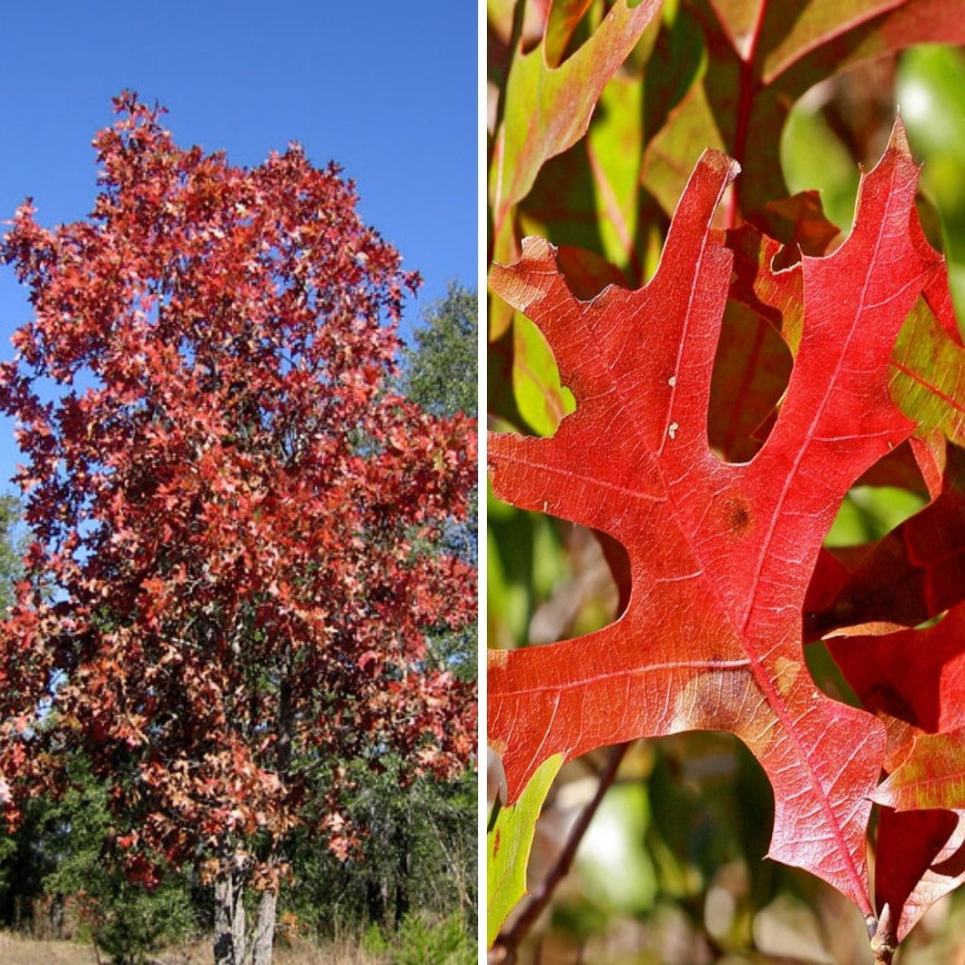 Turkey Oak - Quercus laevis
