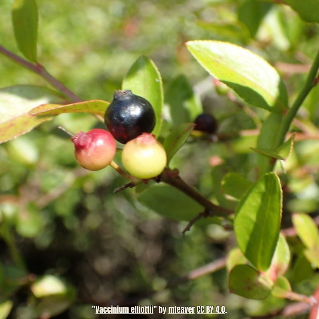 Elliott's Blueberry - Vaccinium elliottii (3 Gallon)