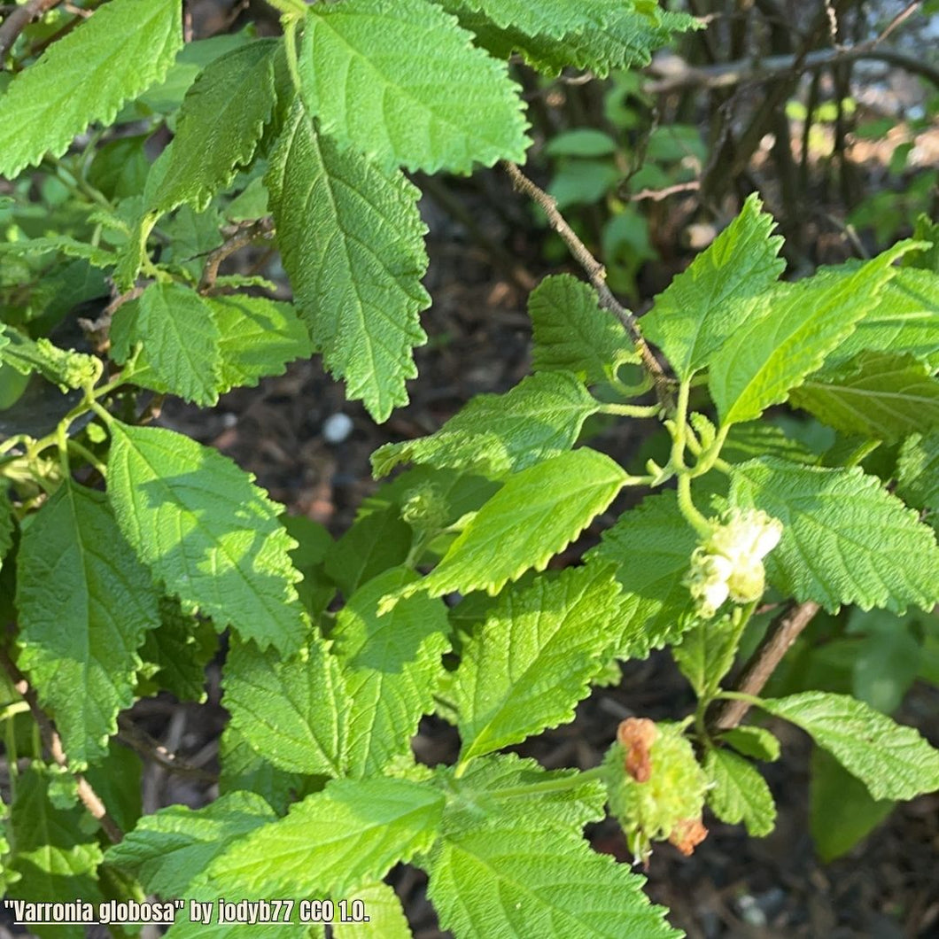 Butterfly Sage - Varronia globosa