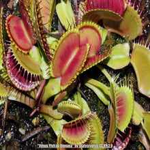 Load image into Gallery viewer, Venus Flytrap-Dionaea
