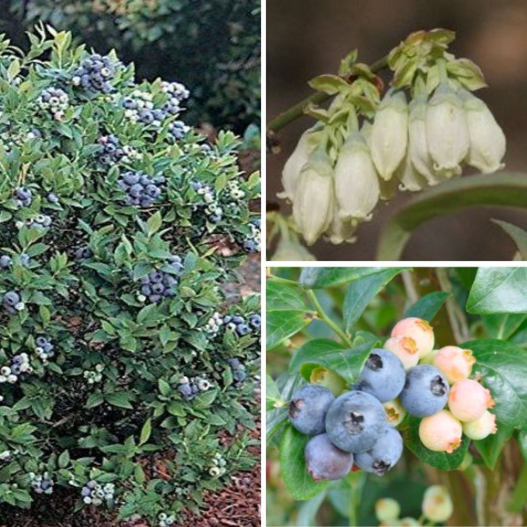 'Vernon’ Blueberry - Vaccinium asheii (3 Gallon)