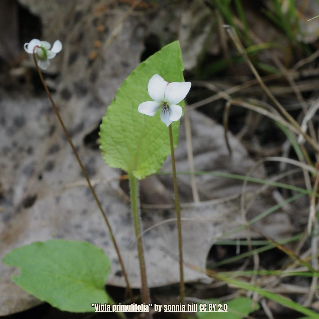 Primrose-leaved Violet - Viola primulifolia  (1 gal.)