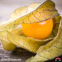 Load image into Gallery viewer, Walter's Groundcherry - Physalis walteri
