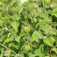 Walter's Groundcherry (Physalis walteri)