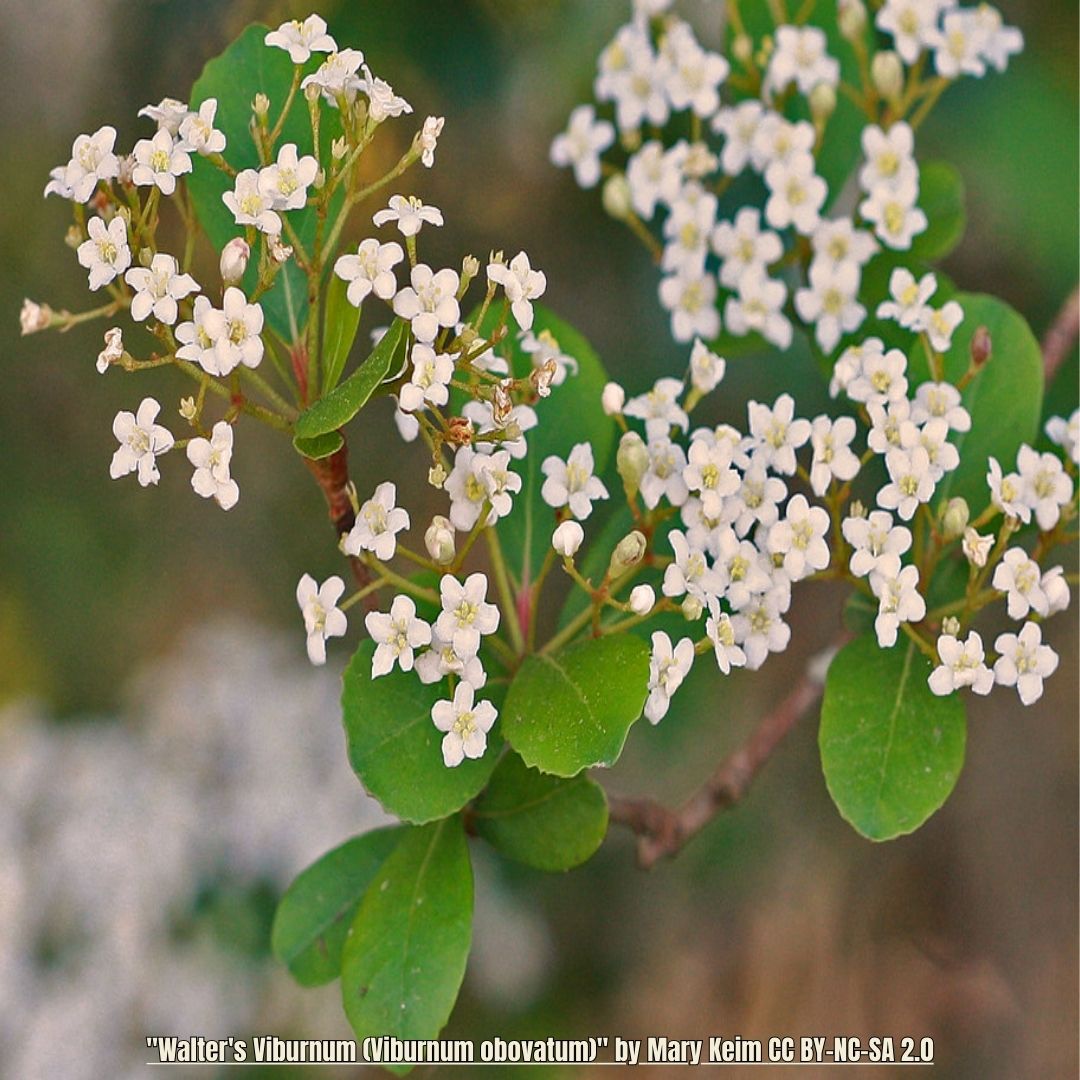 Walter's Viburnum - Viburnum obovatum – Little Red Wagon Native Nursery