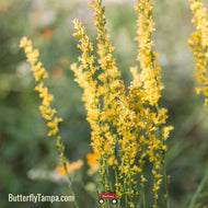 Wand/Slender Goldenrod (Solidago stricta) - 1 Gallon