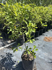 Water Oak - Uercus nigra (3 Gal.)