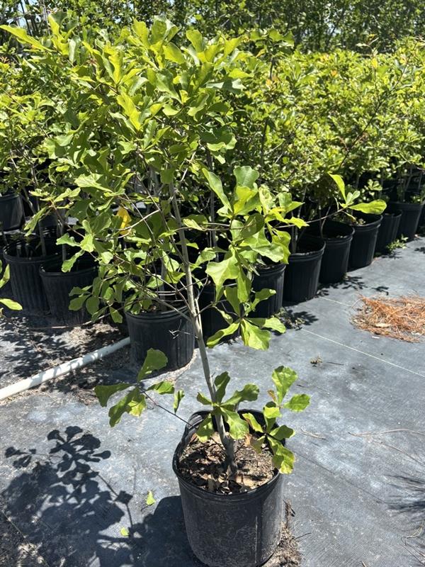 Water Oak - Uercus nigra (3 Gal.)