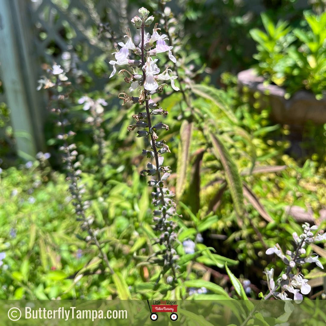 Wood Sage - Teucrium canadense 1 gal