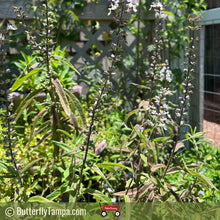 Load image into Gallery viewer, Wood Sage - Teucrium canadense 1 gal
