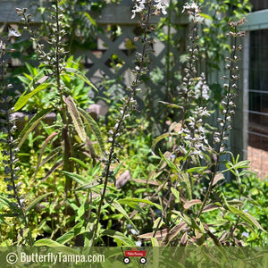 Wood Sage - Teucrium canadense 1 gal
