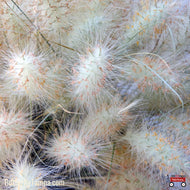 White Cloud Muhly Grass (Muhlenbergia capillaris ‘White Cloud’) - 3 Gallon