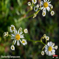 White Doll’s Daisy (Boltonia asteroides) - 1 Gallon