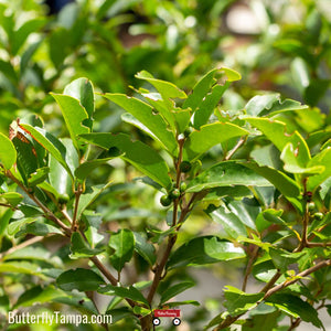 White stopper - Eugenia axillaris (3 Gallon)