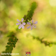 Winged Loosestrife (Lythrum alatum)