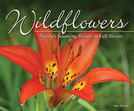 Wildflowers: Nature's Stunning Beauty in Full Bloom
