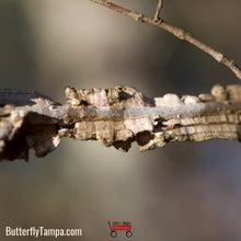 Load image into Gallery viewer, Winged Elm - Ulmus alata (3 Gal)
