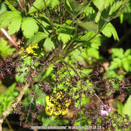 Yellowroot (Xanthorhiza simplicissima)