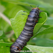 Load image into Gallery viewer, Sorrelvine
