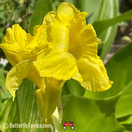 Yellow Canna (Canna flaccida)