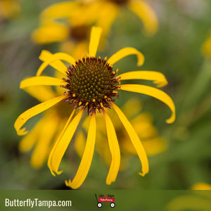 Yellow Coneflower - Ratibida pinnata (1 Gal.)