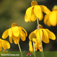 Yellow Coneflower (Ratibida pinnata)