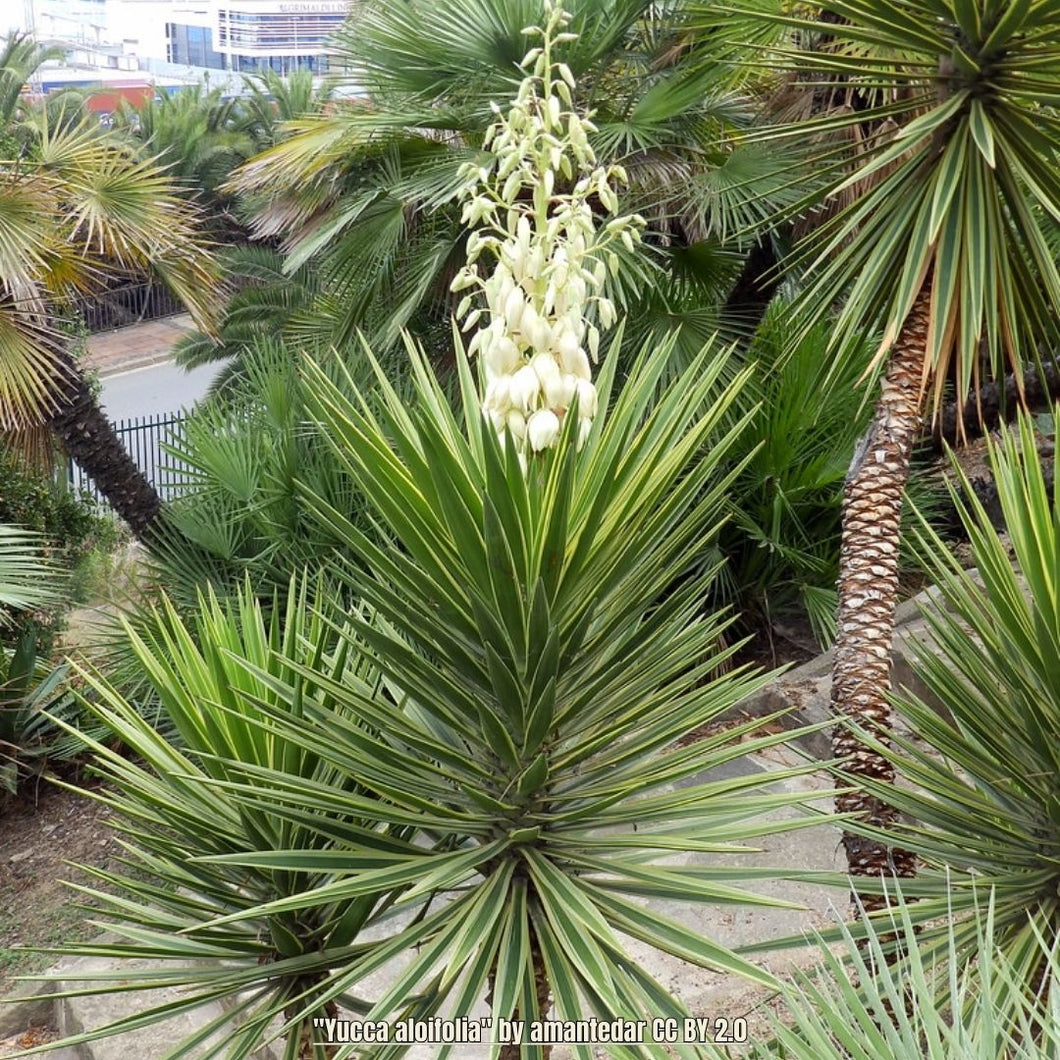 Spanish Bayonet - Yucca aloifolia