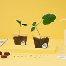 Load image into Gallery viewer, Window Garden DIY Growing Plant Kit for Kids
