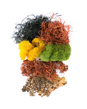 Load image into Gallery viewer, Moss Mix Halloween
