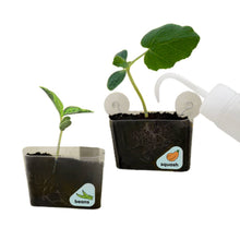Load image into Gallery viewer, Window Garden DIY Growing Plant Kit for Kids
