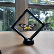Butterfly Display