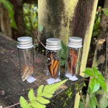 Load image into Gallery viewer, Butterfly wings in bottle
