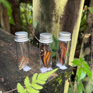 Butterfly wings in bottle