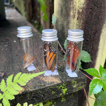 Load image into Gallery viewer, Butterfly wings in bottle
