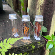 Butterfly wings, insect, shed in glass bottle