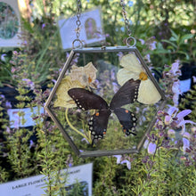 Load image into Gallery viewer, Butterfly in glass frame
