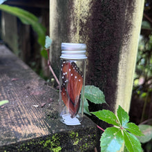 Load image into Gallery viewer, Butterfly wings in bottle
