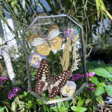 Load image into Gallery viewer, Butterfly in glass frame
