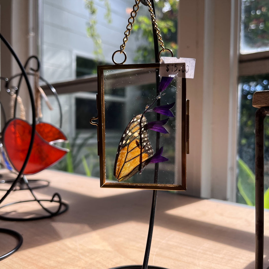 Butterfly in glass frame