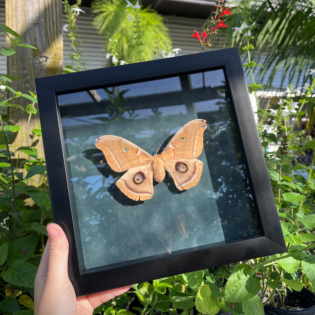 Moth Shadow Box